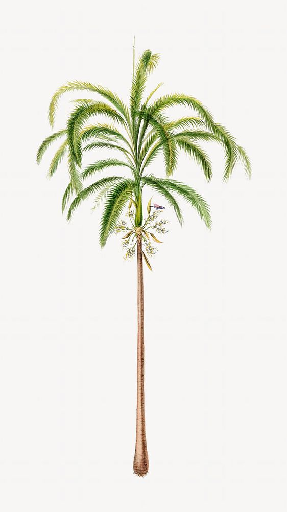 Coconut tree from Flore d'Amérique, vintage botanical illustration. Remixed by rawpixel.