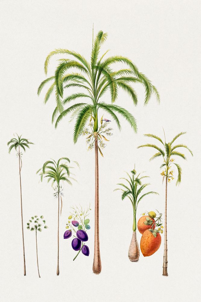 Coconut tree from Flore d'Amérique (1843-1846) by Étienne Denisse. Digitally enhanced by rawpixel.