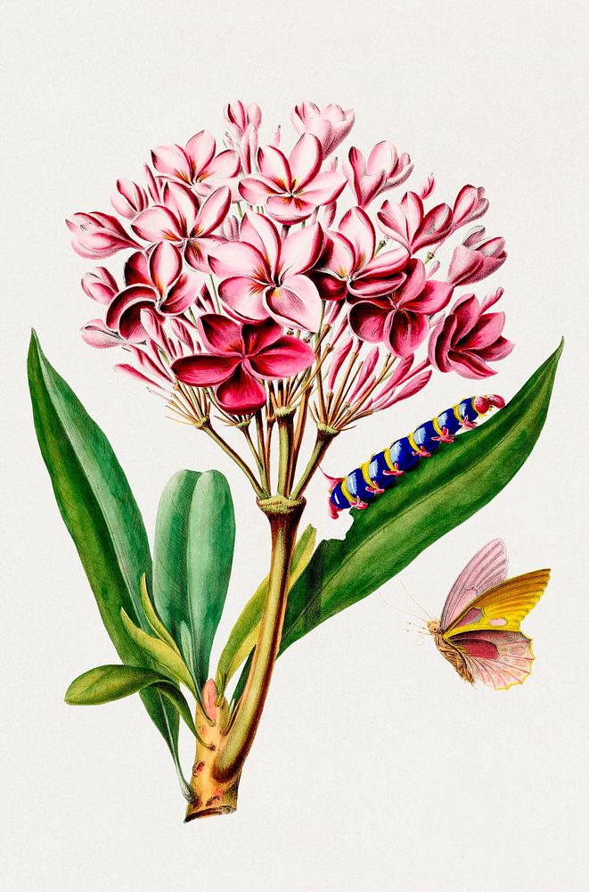 Plumeria Frangipanni from Flore d'Amérique (1843-1846) by Étienne Denisse. Digitally enhanced by rawpixel.