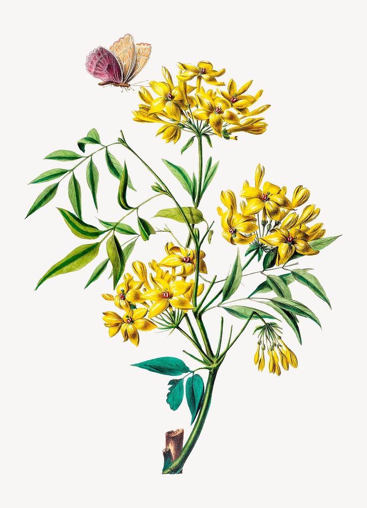 Italian jasmine shrub from Flore d'Amérique, vintage botanical illustration. Remixed by rawpixel.