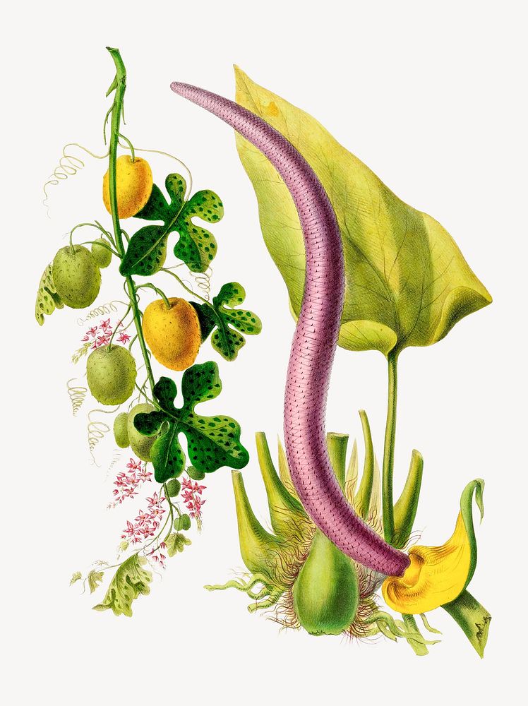 Le Serpent Vegetal Pothos from Flore d'Amérique, vintage botanical illustration psd. Remixed by rawpixel.