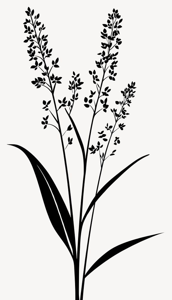 Wild flower Coralroot illustration silhouette minimalist vector