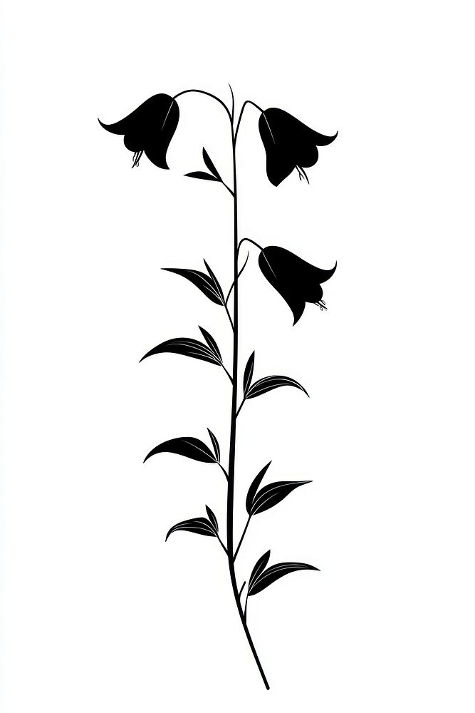 Wild flower Tall Bellflower illustration silhouette minimalist.