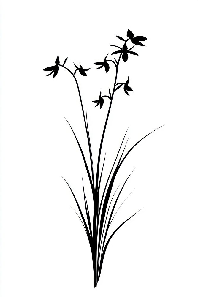 Wild flower Cranefly Orchid illustration minimalist simple.