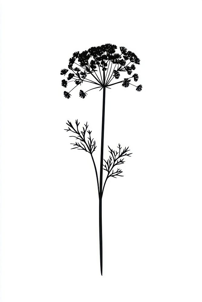 Wild flower Cow Parsnip illustration minimalist simple.