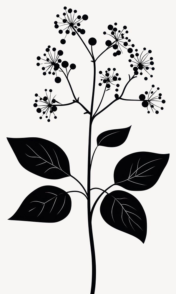 Wild flower White Baneberry illustration minimalist leaves vector