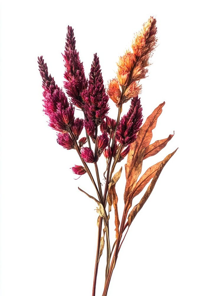 Celosia flowers plants dried.