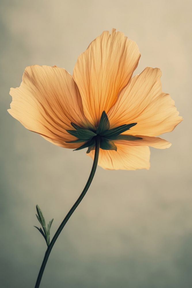 Orange flower with thick dark green stem petals photography delicate.