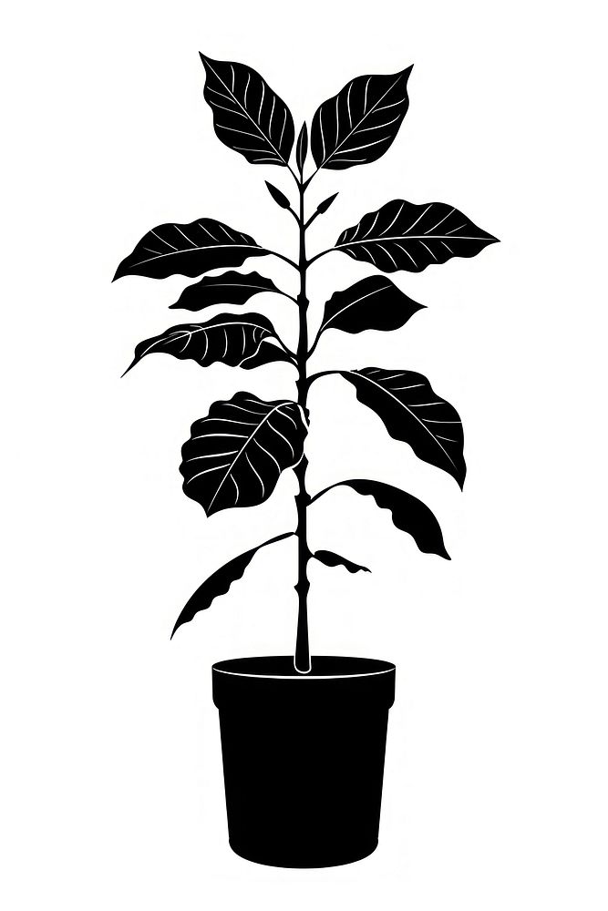 Potted plant with coffee plant silhouette potted black.