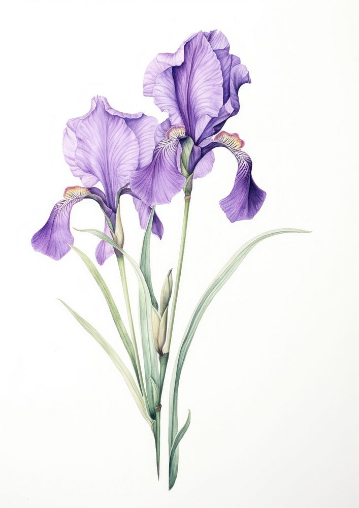 Iris branch illustration botanical flower.