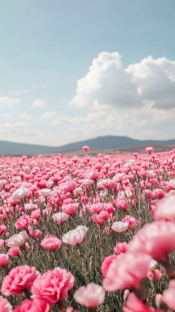 Carnation flower fields flowers sky carnation.