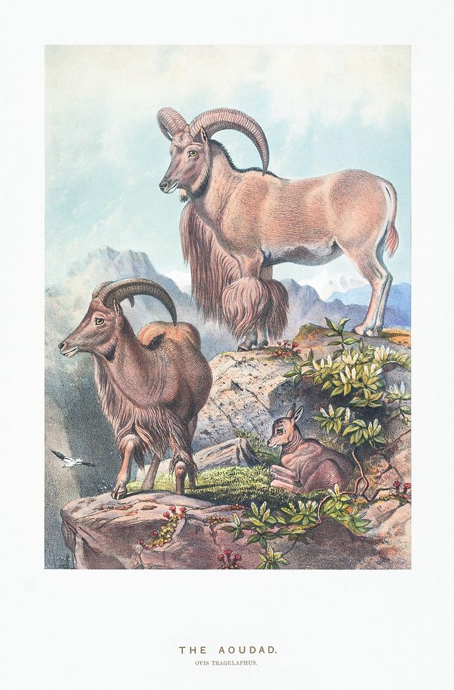 The Aoudad from Zoological sketches (1861-1867) by Joseph Wolf and Philip Lutley Sclater. Digitally enhanced by rawpixel.