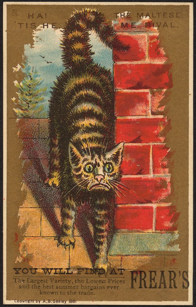 Ha! Tis he, the Maltese. Me rival. You will find at Frear's.