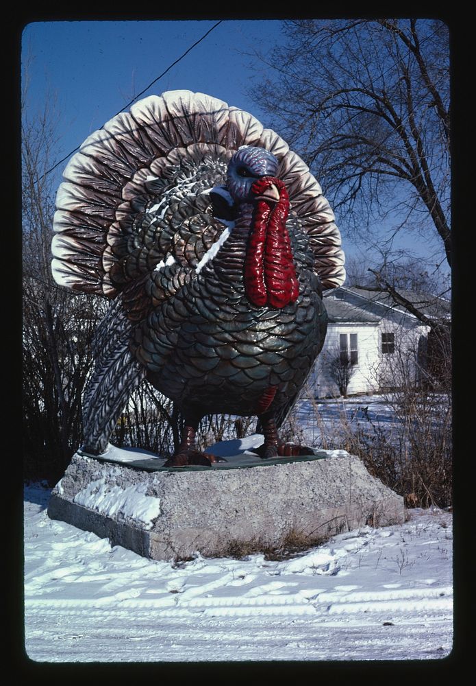 Turkey at 4 State Poultry Supply, Route 65, Springdale, Arkansas (1984) photography in high resolution by John Margolies.…