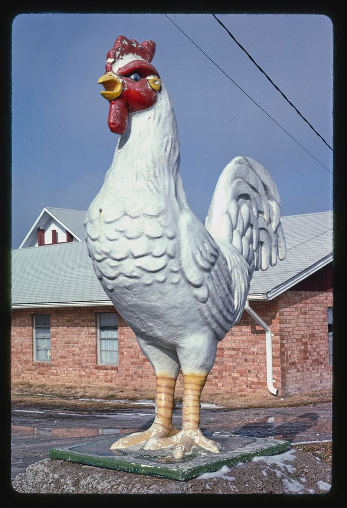 Chicken at Four State Poultry Supply, Route 65, Springdale, Arkansas (1984) photography in high resolution by John…