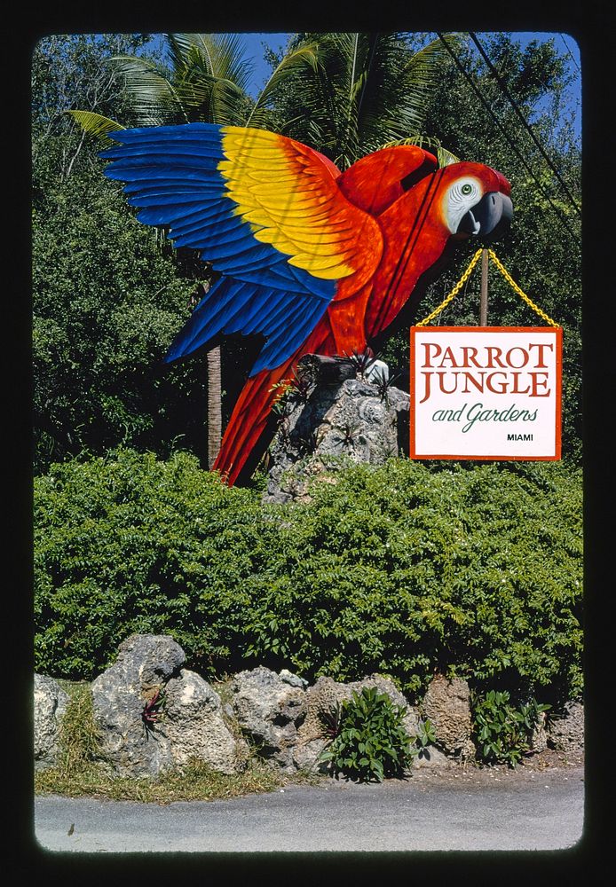 Parrot Jungle, Miami, Florida (1990) photography in high resolution by John Margolies. Original from the Library of…