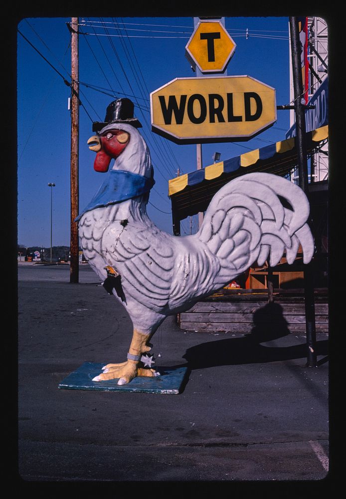 Rooster statue at Shirt World, Route 441, Pigeon Forge, Tennessee (1984) photography in high resolution by John Margolies.…