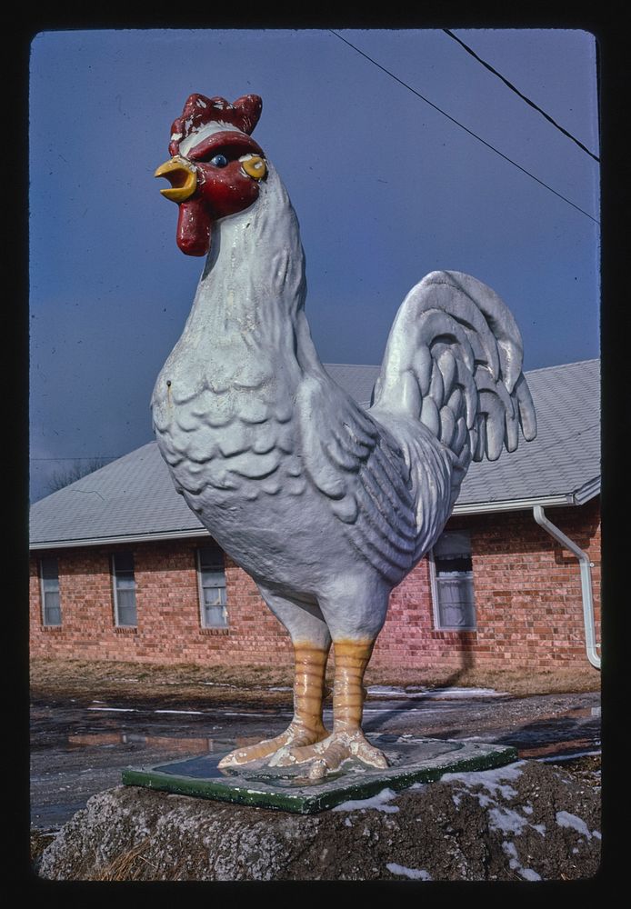Chicken at Four state poultry supply store, Route 65, Springdale, Arkansas (1984) photography in high resolution by John…