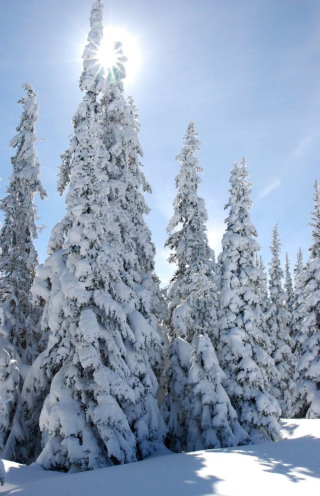 Snow sun hurricane ridge winter scenic. Original public domain image from Flickr