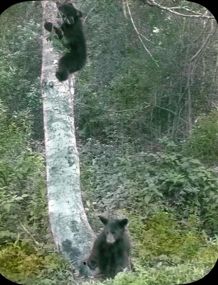 Black Bear Cubs at Big 4 Inn, Mt. Baker NF, WAMt. Baker-Snoqualmie National Forest Historic Photo. Original public domain…