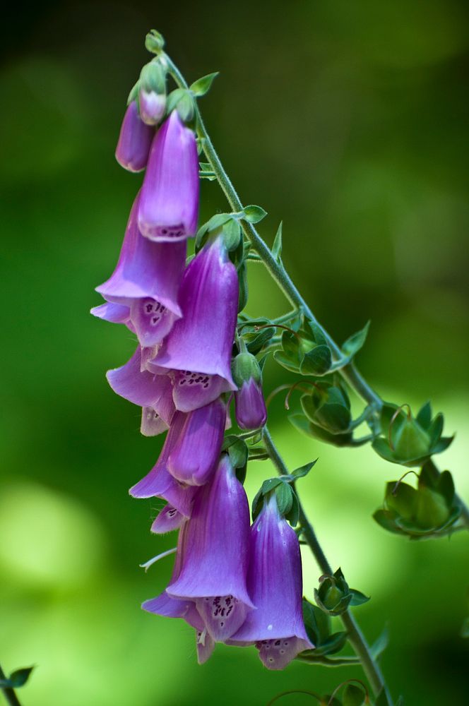 Close-Up of Purple Foxglove, Willamette National Forest. Original public domain image from Flickr