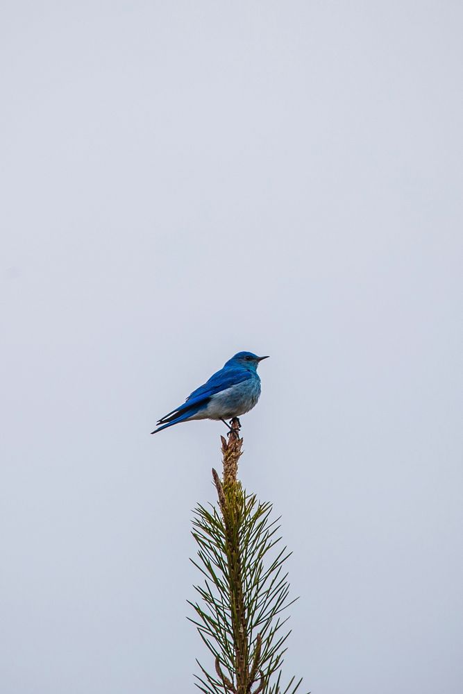 Mountain Bluebird on Camas Road. Original public domain image from Flickr