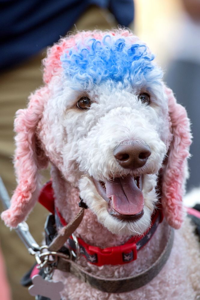 A dyed fur poodle with collar. Original public domain image from Flickr