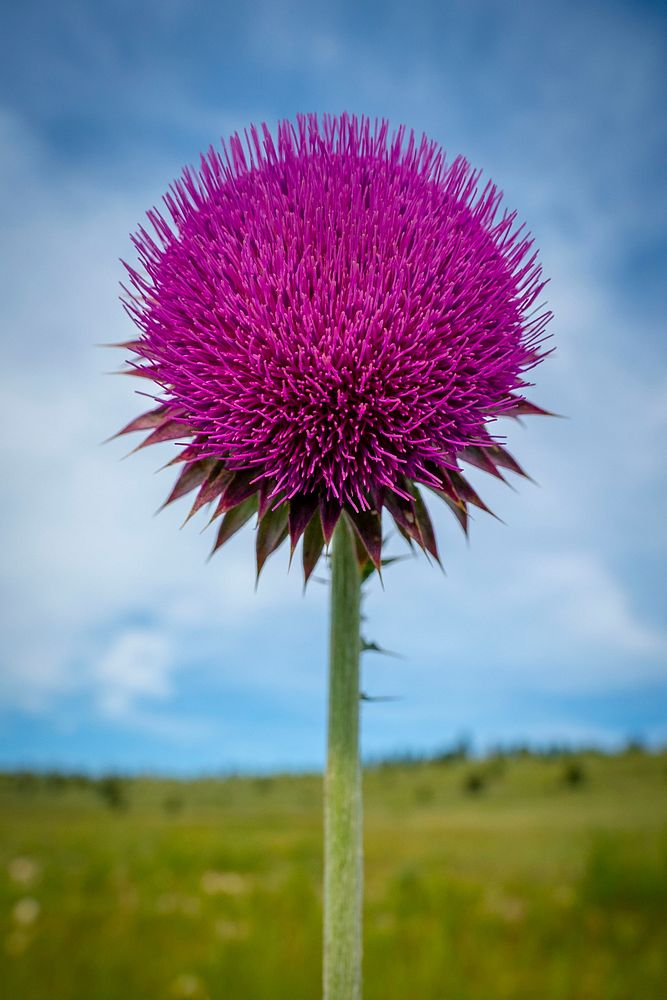 The Musk Thistle, an invasive species, can be seen throughout the Gravelly Mountain Range within the Beaverhead-Deerlodge…
