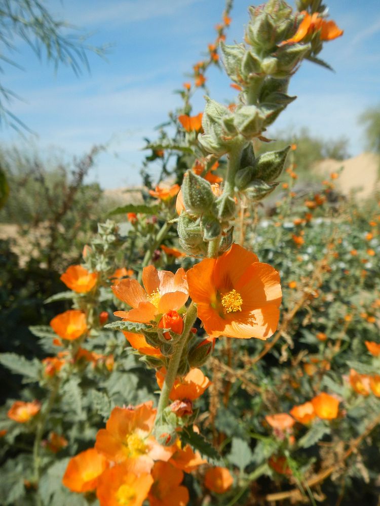 The Bureau of Land Management photo. Original public domain image from Flickr