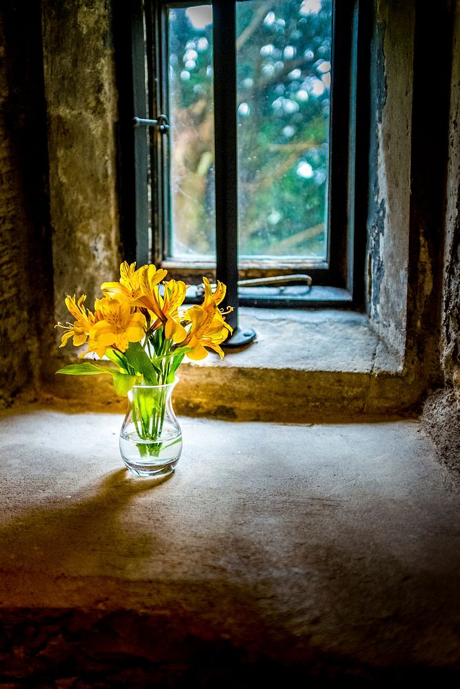 Yellow lily by a window. Original public domain image from Flickr