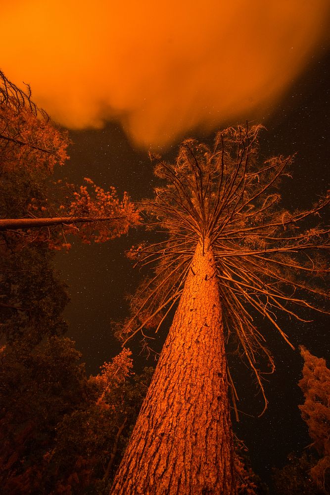 Cedar Fire in and near the U.S. Department of Agriculture (USDA) Forest Service (FS) Sequoia National Forest, in the…