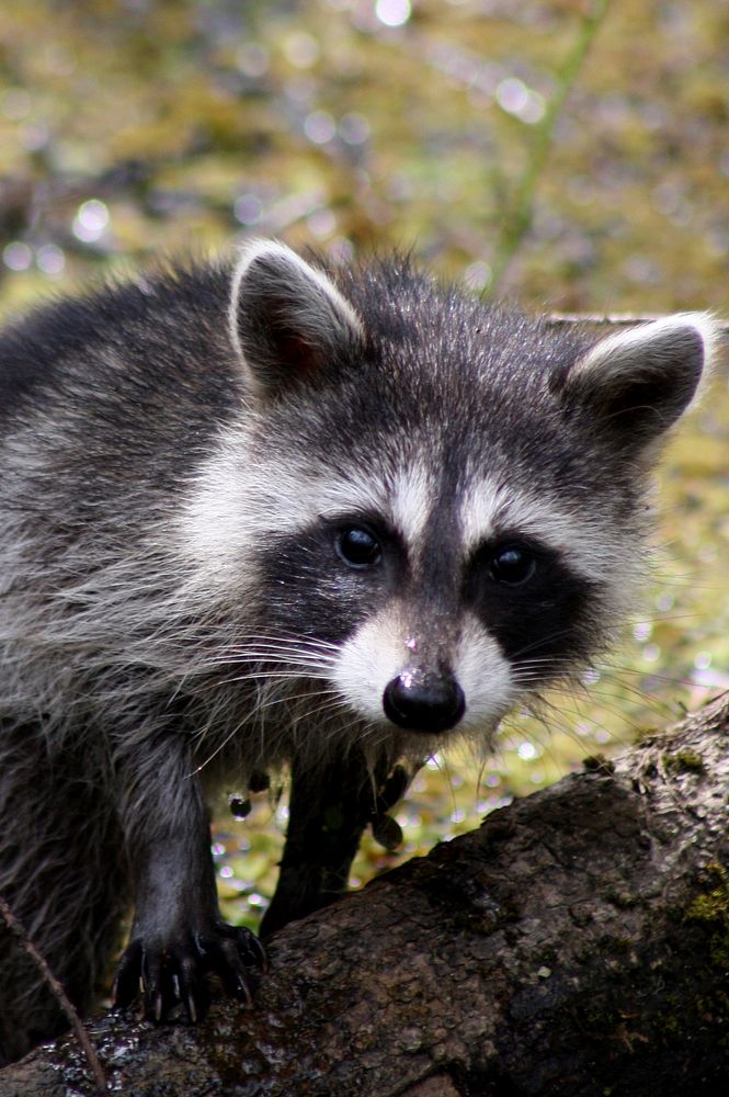 Close up wild raccoon looking at camera.  Original public domain image from Flickr