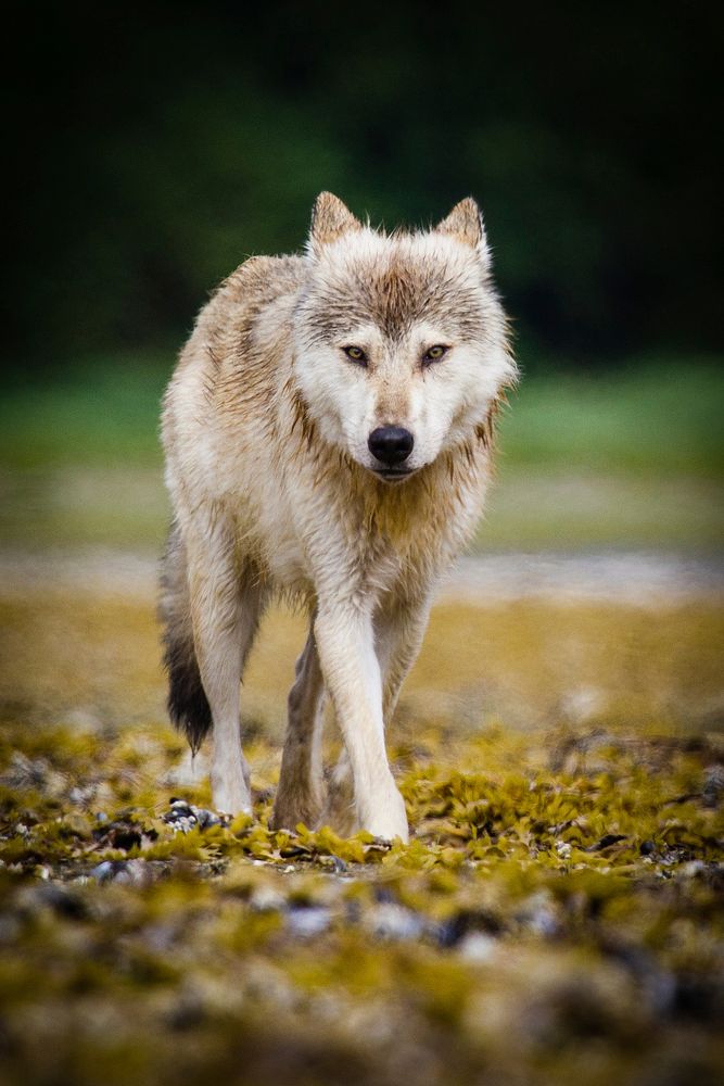A portrait of a standing coastal wolf. Original public domain image from Flickr