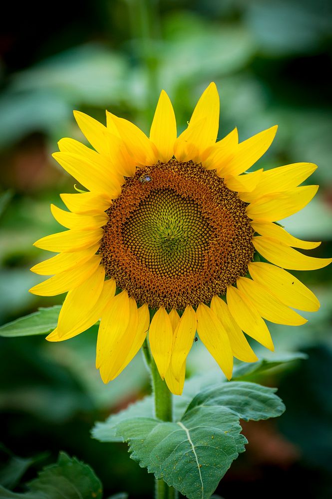 Sunflower background. Original public domain image from Flickr