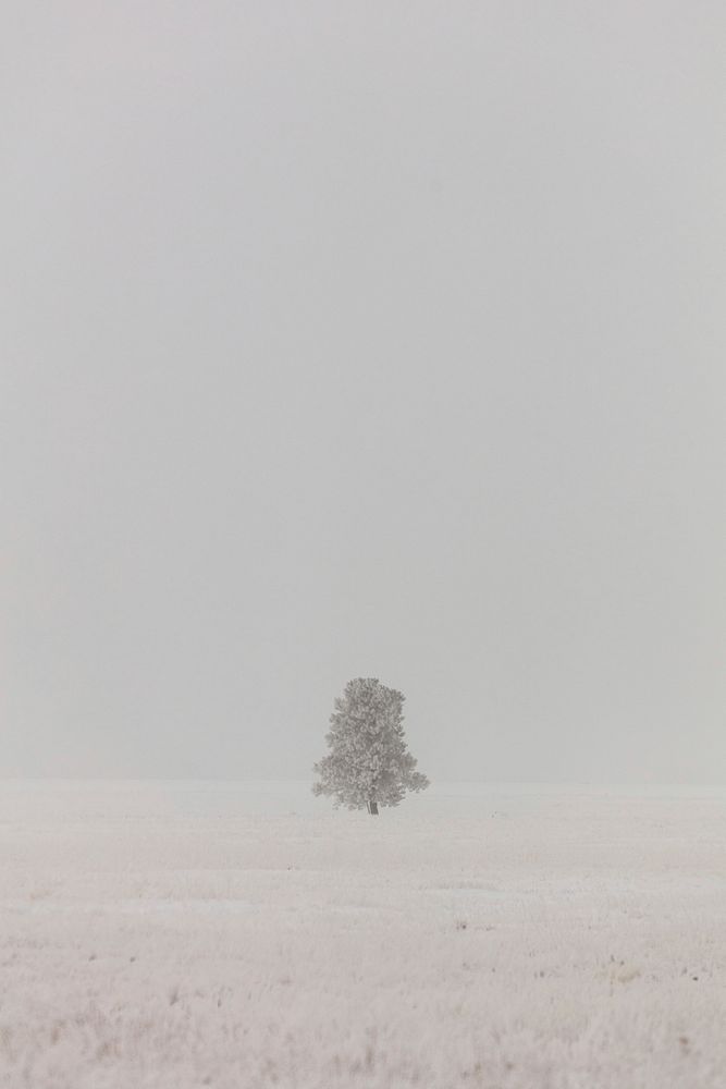 Lone tree in the fog at Lower Geyser Basin by Jacob W. Frank. Original public domain image from Flickr