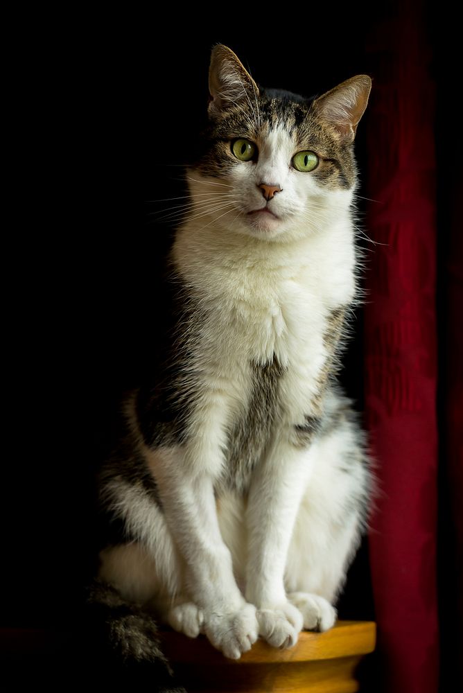 Cat sitting and staring at camera portrait. Original public domain image from Flickr