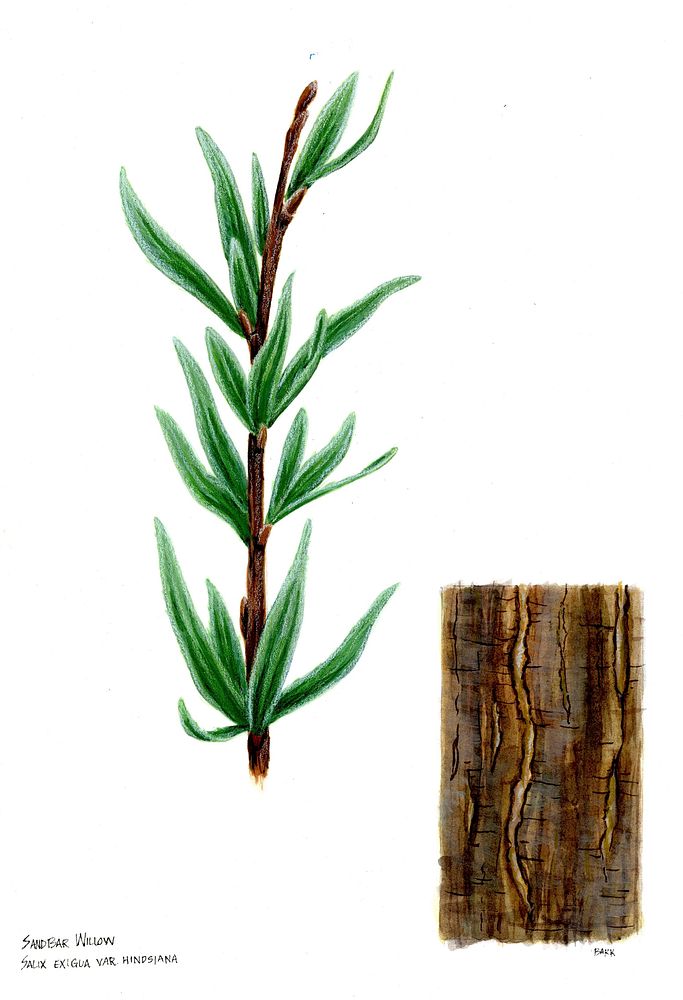 Sandbar Willow. Scientific name Salix exigua var. hindsiana. Original public domain image from Flickr