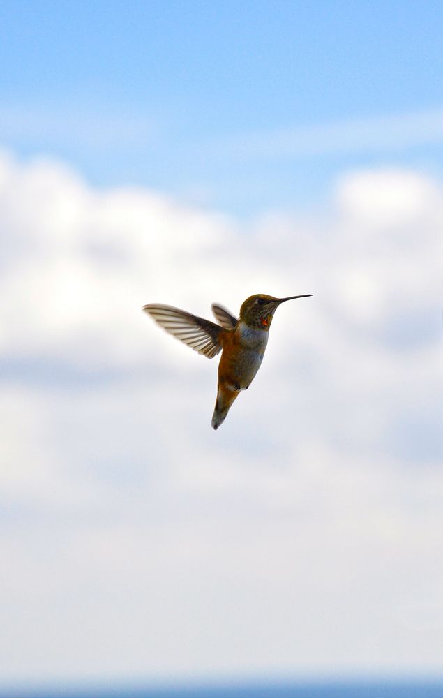 Hummingbird flying in blue sky. Original public domain image from Flickr