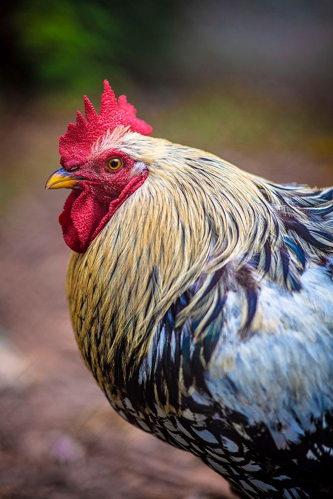 Robert "Moses" Cobb helps raise chickens on the Metro Atlanta Urban Farm (MAUF).