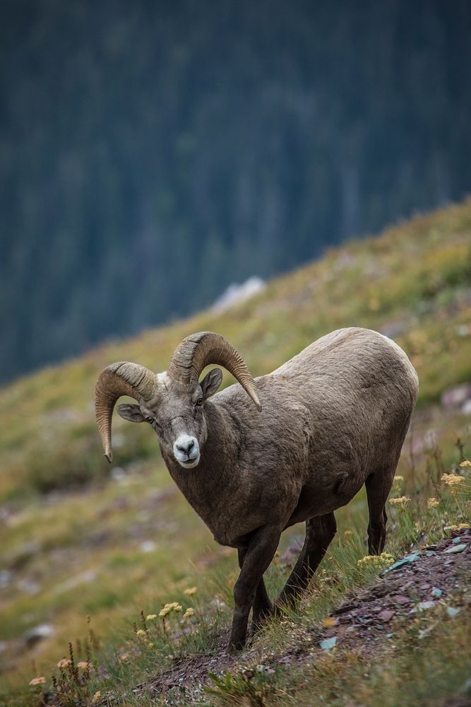 bighorn sheep (Ovis canadensis). Original public domain image from Flickr