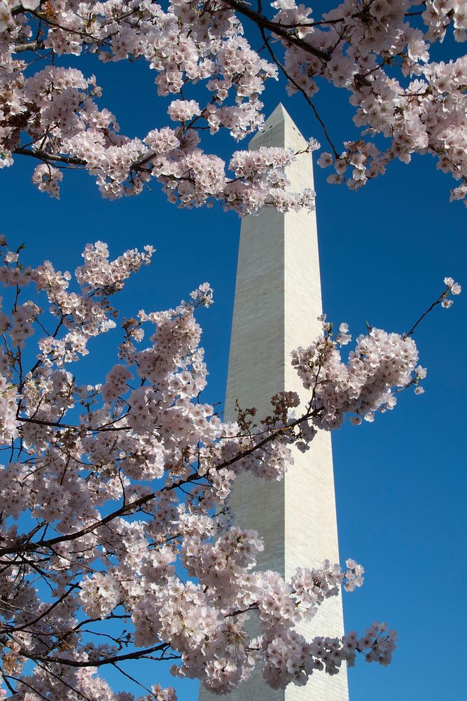 Cherry blossoms near the Tidal Basin and the U.S. Department of Agriculture (USDA) headquarters and Forest Service (FS)…