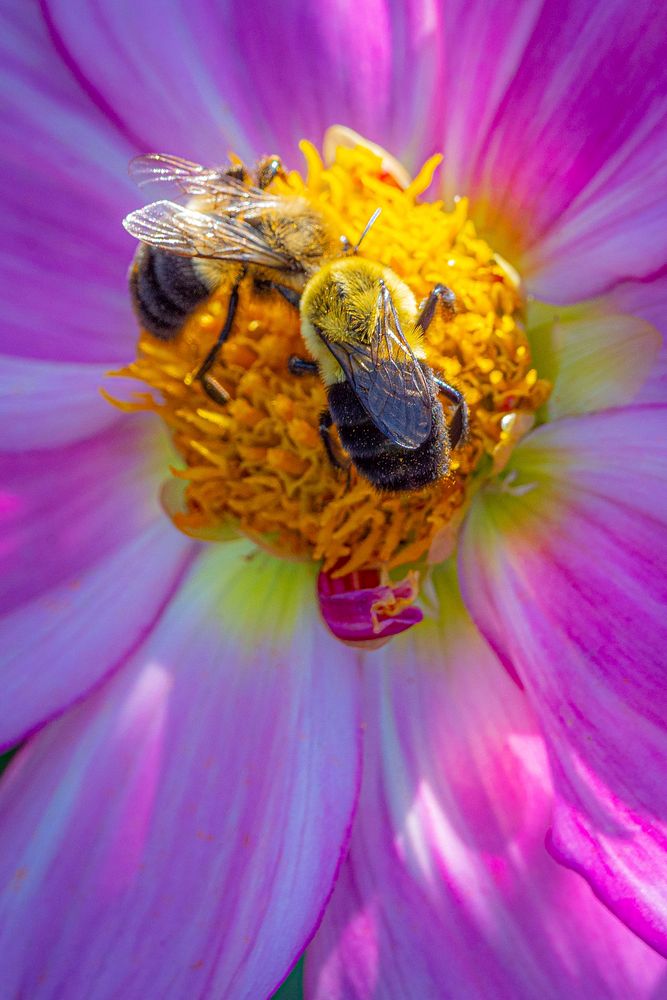 Bees pollinate a Dahlias on Summer Dreams Farm (@SummerDreamsFarm) before U.S. Department of Agriculture (USDA) Secretary…