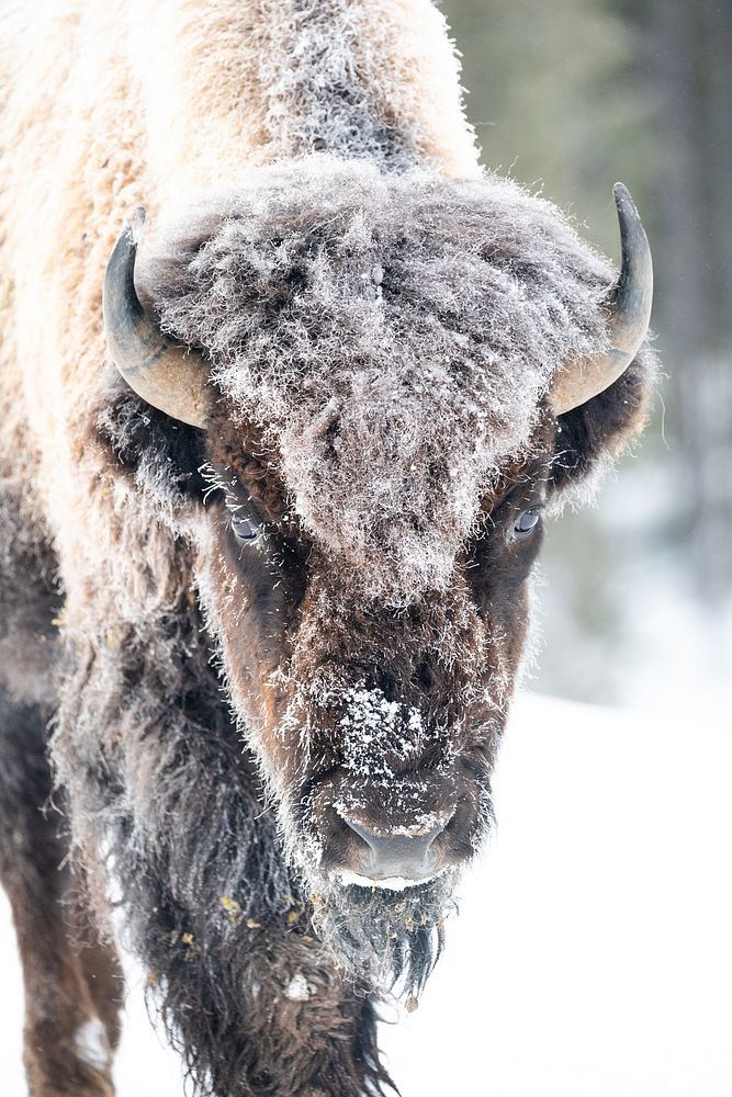 Frost-covered bison portrait. Original public domain image from Flickr