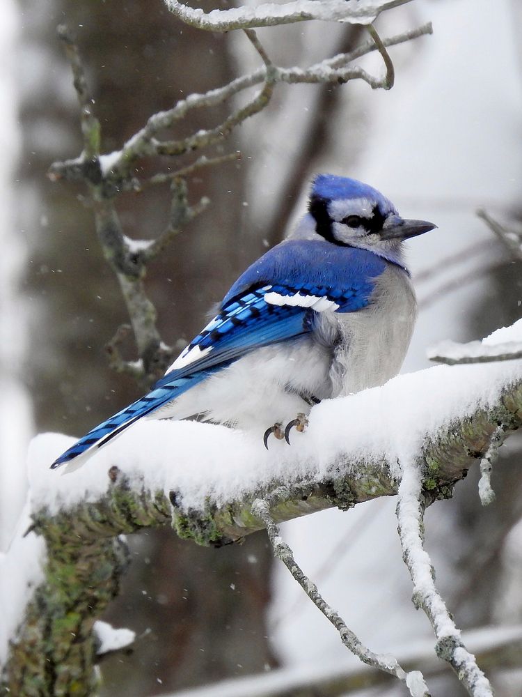 Blue Jay on snowy branch. Original public domain image from Flickr