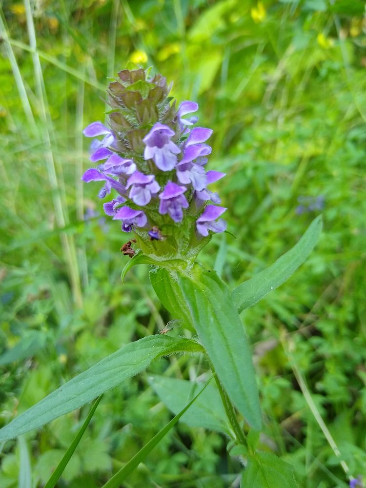 Self-heal near the Old Sauk Trail, Mt. Baker-Snoqualmie National Forest. Photo by Anne Vassar July 30, 2020. Original public…
