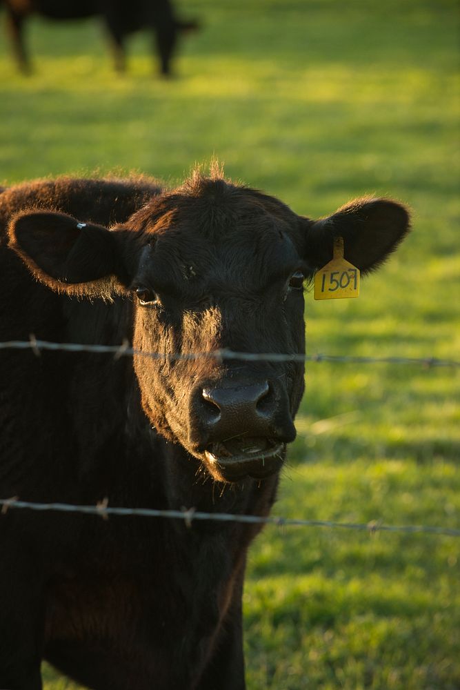 Black cows graze on farmland near Manastash Creek in Ellensburg, Washington.4-26-2017 Photo by Kirsten Strough. Original…