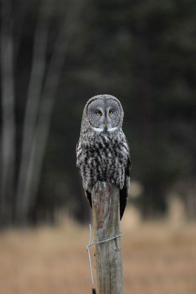 A Great Gray Owl sits on a fence post in the National Bison Range Wildlife Refuge in Montana on November 17, 2007.