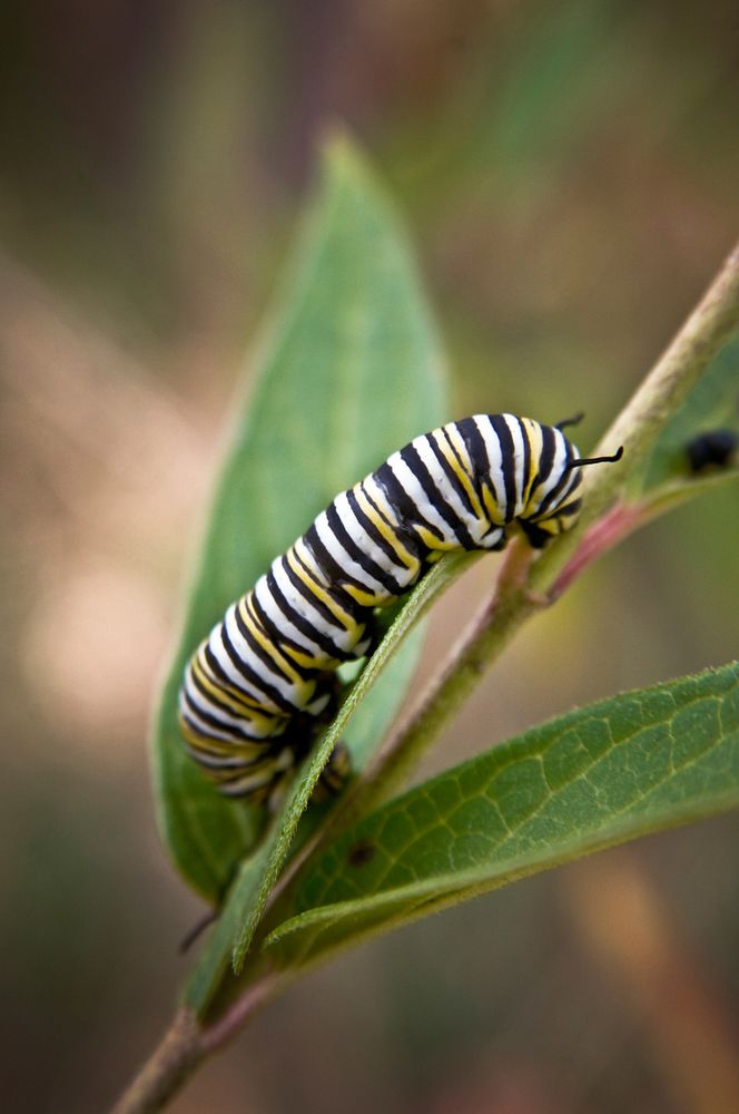 A monarch caterpillar crawls on a plant on a farm in Augusta County, Virginia on September 8, 2008. USDA photo by Bob…