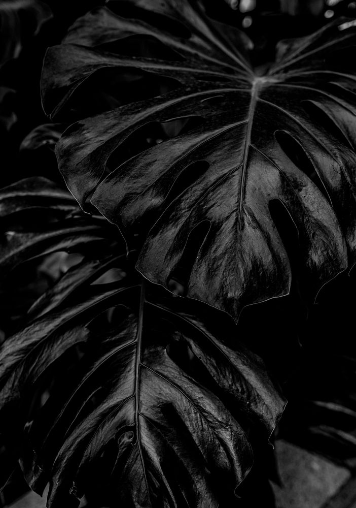Monstera leaves, nature in monotone
