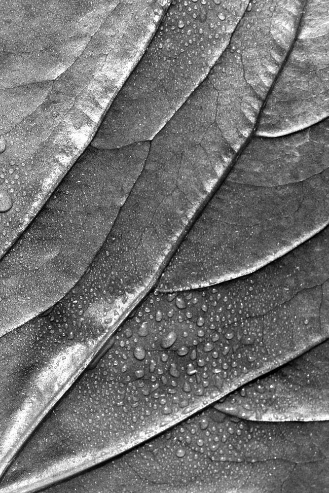 Leaf monotone background, macro shot